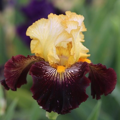 Reckless Abandon (Keppel, 2009)